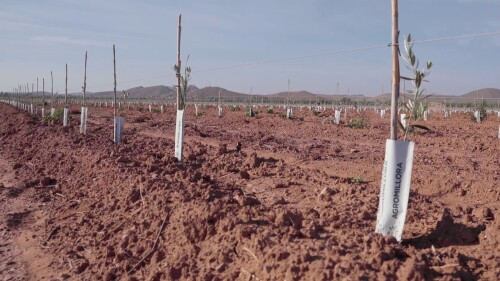 Agromillora JPEG.jpg